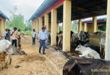 शाहजहांपुर: गौशाला की बदहाली देख डीएम गुस्साए, ग्राम सचिव किया निलंबित