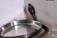 कमरे में फन फैलाए बैठा था कोबरा, परिवार में मचा हड़कंप,