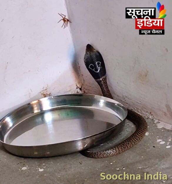 कमरे में फन फैलाए बैठा था कोबरा, परिवार में मचा हड़कंप,