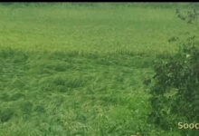 बारिश बनी किसानों की आफत,